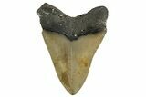 Serrated, Fossil Megalodon Tooth - North Carolina #342193-1